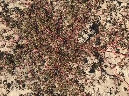 Image result for Trianthema mozambiquense