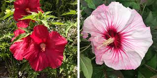 Lord baltimore is a vigorous sturdy erect but somewhat shrubby woody based hibiscus cultivar that typically grows 4 5 tall and features din. A Hibiscus Haven Lincoln Park Zoo