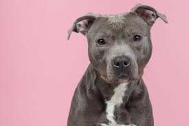 Pitbull Names 100 Tough Badass Strong Names For Pitbulls