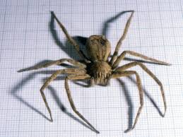 Learn to id a black widow spider and a brown recluse spider though this photo guide. Ohio S Biting Spiders Spidersrule