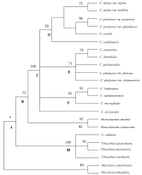Image result for Dissotis pachytricha