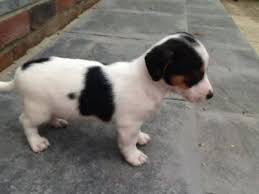 Jack Russell Terrier Puppy Black And Brown Jack Russell Pups 9 Weeks Old Tri Coloured Jack Russell Puppies Jack Russell Dogs Jack Russell
