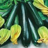 Zucchini are a type of squash, specifically listed as being a type of summer squash. Black Beauty Black Beauty Zucchini Seeds Black Beauty Zucchini Black Beauty Zucchini Squash Seeds Black Beauty Zucchini Squash Summer Squash Squash Squash Seeds Cucurbita Pepo Aas All America Selections Winners Aas Winners