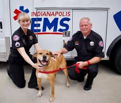 This page promotes pet adoptions and we share free adoption ads of. Rescue Me Indy Indianapolis Animal Care Services Facebook