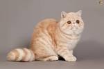 What You Must Know About Flat-Faced Cats (Brachycephalic ...