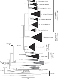 Image result for Tectaria fernandensis