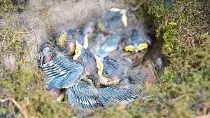 Die beutelmeisen (remizidae) und die. Niedereschach Kohlmeisen Nisten Sich In Schaufellader Ein Villingen Schwenningen Umgebung Schwarzwalder Bote