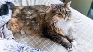 The turkish angora is the oldest known breed of long haired cat in europe. 8 Of The Biggest Domestic Cat Breeds Purina