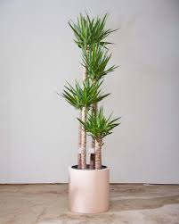 Image result for yucca gigantea en casa