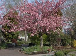 The okame cherry tree japanese flowering cherry tree featured in the cherry blossom festival in washington dc. Kanzan Flowering Cherry Trees For Sale Online View Now