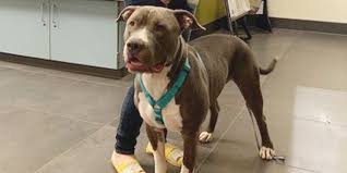 Her foster has been using these methods to encourage leash walking and body handling. Gumdrop Is 1st Pit Bull Adopted In Denver Since 30 Year Ban Repeal