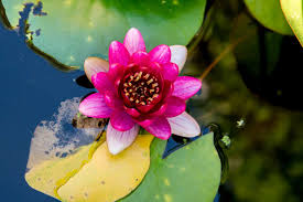 Image result for Nymphaea lotus