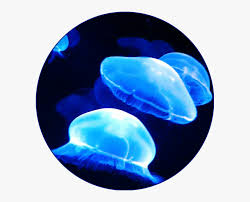 Blueaesthetic Aesthetic Blue Jellyfish Ocean Sea Neon Blue Aesthetic Hd Png Download Transparent Png Image Pngitem 2020 popular 1 trends in home & garden, home improvement, jewelry & accessories, toys & hobbies with blue ocean picture and 1. neon blue aesthetic hd png download