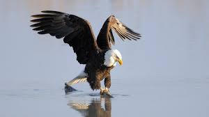 The reason is perfectly simple. Lazioland On Twitter This Majestic Bald Eagle Clinches A Nice Big Sardine In It S Talons Perhaps A Good Sign For Tomorrow Cagliarilazio Seriea Lazio Todaysbaldeagle Codyhoagland Avantilazio Forzalazio Sfl Https T Co Pf5ofuv6vf