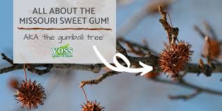 Maybe you would like to learn more about one of these? Missouri Sweet Gum Tree Voss Land Tree