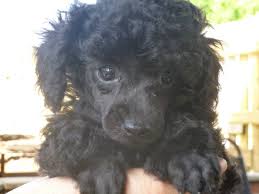 The other parent breed can affect this, especially if they are the mother, so make sure you ask the breeder about them. 49 Standard Poodle Wallpapers On Wallpapersafari
