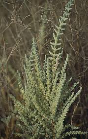 Image result for Halosarcia indica