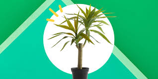 Collect, curate and comment on your files. 25 Best Fake Plants Of 2020 That Are As Lush As The Real Things