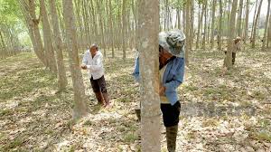 Semakan bantuan musim tengkujuh 2018 (bmt). Pekebun Kecil Dapat Bantuan