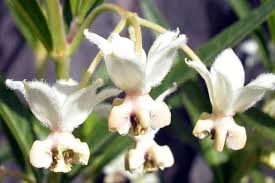 Image result for Gomphocarpus glaucophyllus