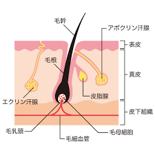 汗の構造を表すイラスト 汗がつくられる汗腺にはエクリン汗腺とアポクリン汗腺があることを示す 汗腺 冷汗 運動