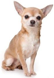 Regardless of whether you have a white long haired chihuahua or a white short haired chihuahua, your white chihuahua is white, which means he can be prone to tear stains. 100 Short Hair Chihuahua Dogs Ideas Chihuahua Dogs Chihuahua Dogs