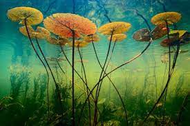 The Greatest Nature Photographs Of All Time Nature Photographs Underwater Plants Nature Photography