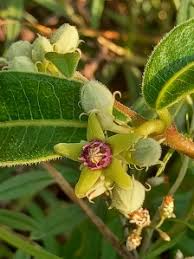 Image result for Apocynaceae subfamily Periplocoideae