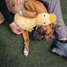 Maybe you would like to learn more about one of these? Adopting A Pet From A Shelter In California What You Need To Know The New York Times