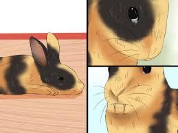The japanese rabbit is a medium sized breed rabbits weighing 3.75 to 4.25 kg. How To Care For Harlequin Rabbits 13 Steps With Pictures