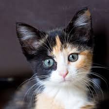 Baby Kitty Luxie Our Calico Kitten Calico Kitten Kittens Cutest Baby Cats