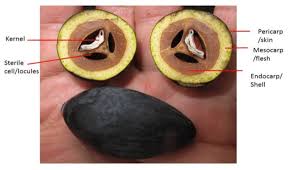 Image result for Canarium