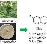 Full article: Isochromenes from the Nicotiana tabacum ...