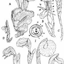 Image result for Aframomum spiroligulatum