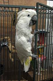 13 Pretty Bird Ideas Pretty Birds Bird Birds For Sale