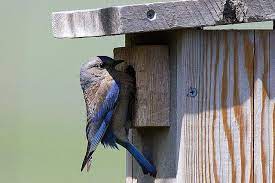 Check spelling or type a new query. Free Plans For Building A Bluebird House