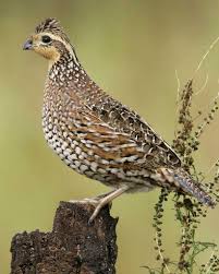 Image result for quail