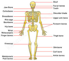 Browse skeletal system diagram templates and examples you can make with smartdraw. Human Skeleton Quiz 4 Skeletal System Human Body Facts