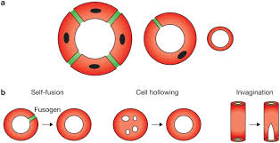 Google drive can automatically transform any pdf into a google doc, allowing you to edit the text as you will. Osmotic Regulation Of Seamless Tube Growth Nature Cell Biology