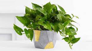 10 piante da appartamento che resistono a tutto livingcorriere. Piante Da Appartamento Resistenti Idee Green