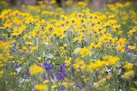 Bring the party outside and invite guests over. Meadow Gold Wildflowers Casper Mountain Casper Wyoming Photograph By Diane Mintle
