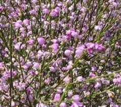 Image result for Muraltia