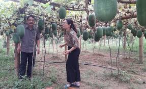 Trang tin Trung tâm Khuyến nông tỉnh Quảng Ngãi - Trang in