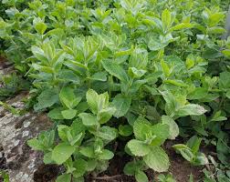 * apple mint * bergamot mint * brandy mint * breath mint * brook mint * brown mint * catmint * chocolate mint * corn mint * crisped mint, crisp mint * curled mint * fish mint * grapefruit mint * horse mint. Apple Mint Care How To Grow An Apple Mint Herb Plant