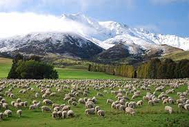 Lots Of Sheep New Zealand Landscape New Zealand South Island Landscape