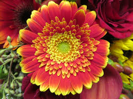 May 21, 2021 · tonawanda, ny to buffalo, ny. Red Buffalo Wedding Event Flowers By Lipinoga Florist