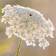 Image result for Daucus carota