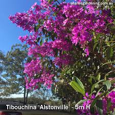 The best flowering trees for residential gardens. How To Grow Tibouchinas Searles Gardening