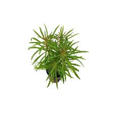 Image result for Pogostemon aquaticus