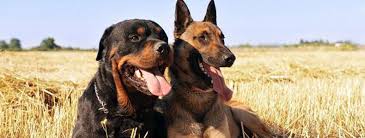 Enter your email address to receive alerts when we have new listings available for rottweiler german shepherd puppies for sale. A Guide To Owning A German Shepherd Rottweiler Mix Groomarts